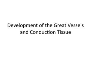 6 Development of the Great Vessels and Conduction Tissue