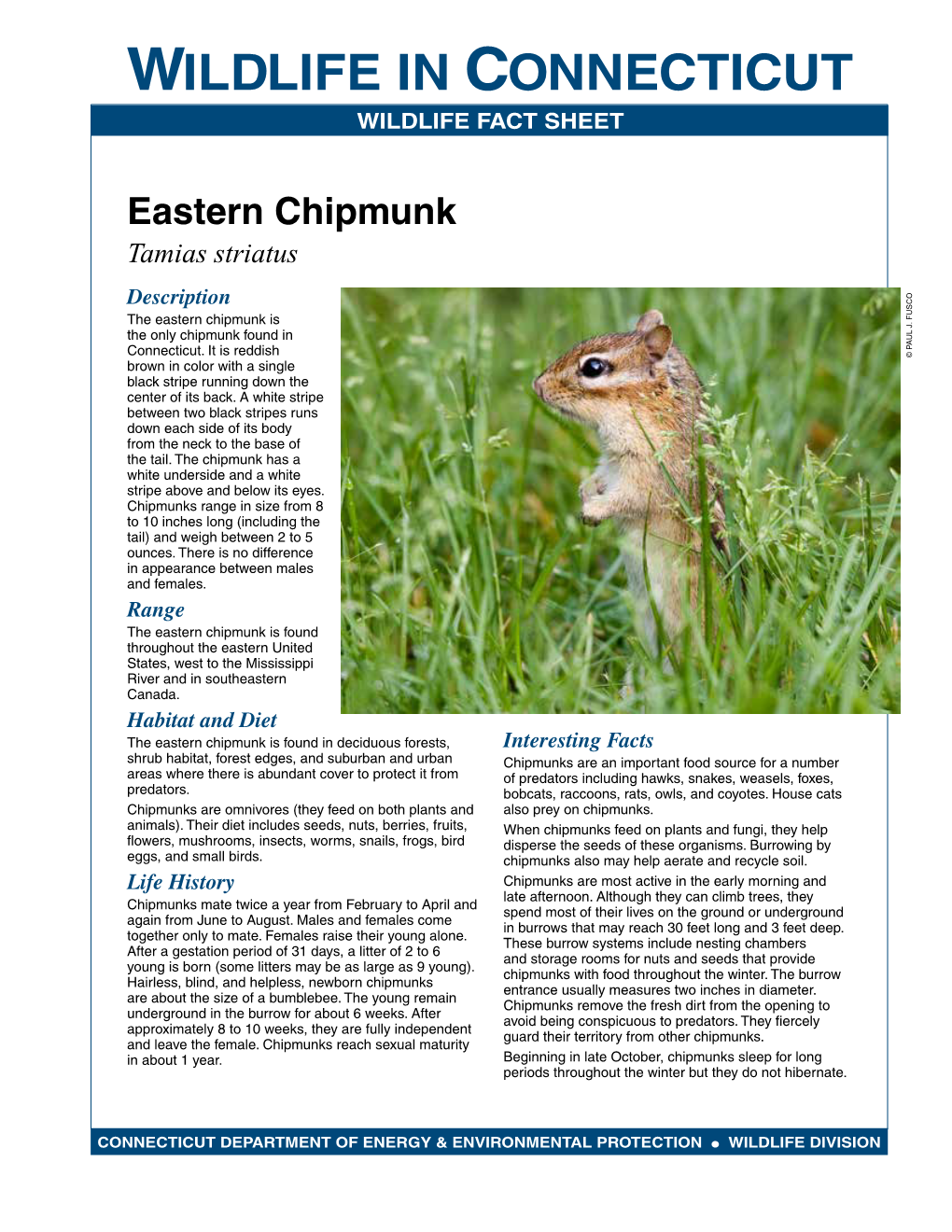 Eastern Chipmunk Fact Sheet