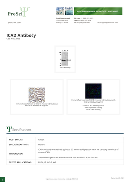 ICAD Antibody Cat