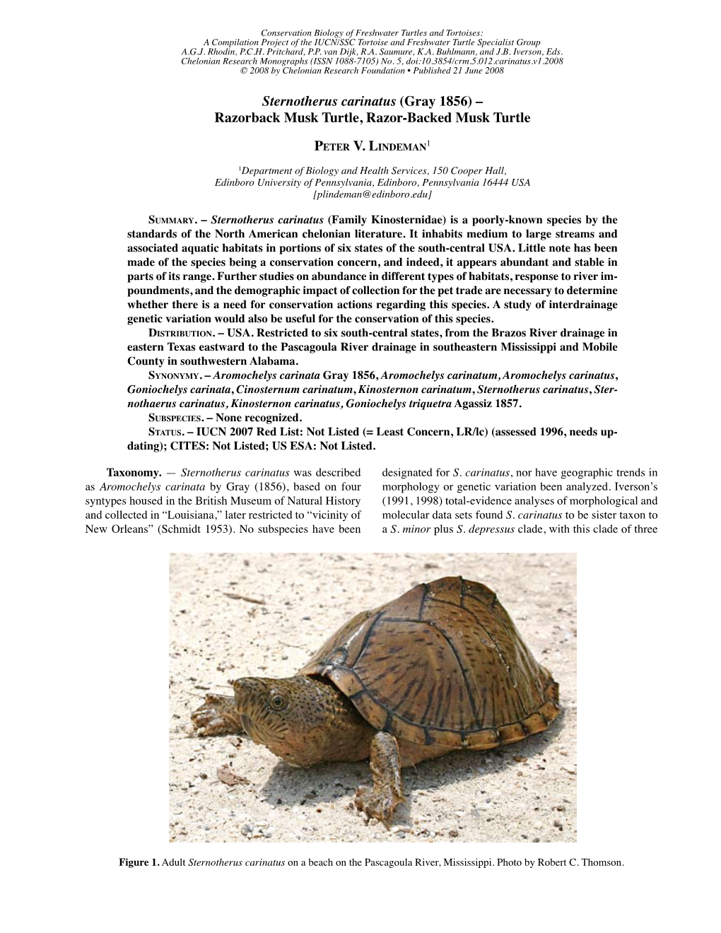 Sternotherus Carinatus (Gray 1856) – Razorback Musk Turtle, Razor-Backed Musk Turtle