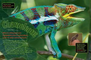 With Its Rolling Eyes and Changeable Colors, a Chameleon Is Like No Other Animal on Earth