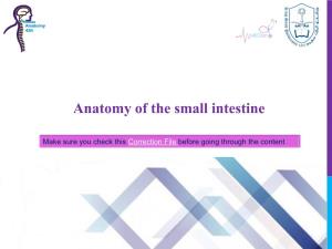 Anatomy of the Small Intestine