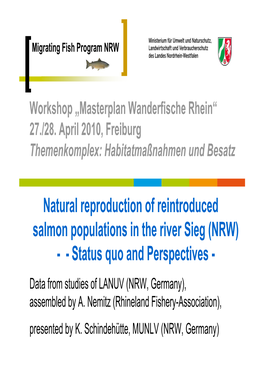 Natural Reproduction of Reintroduced Salmon Populations in the River Sieg