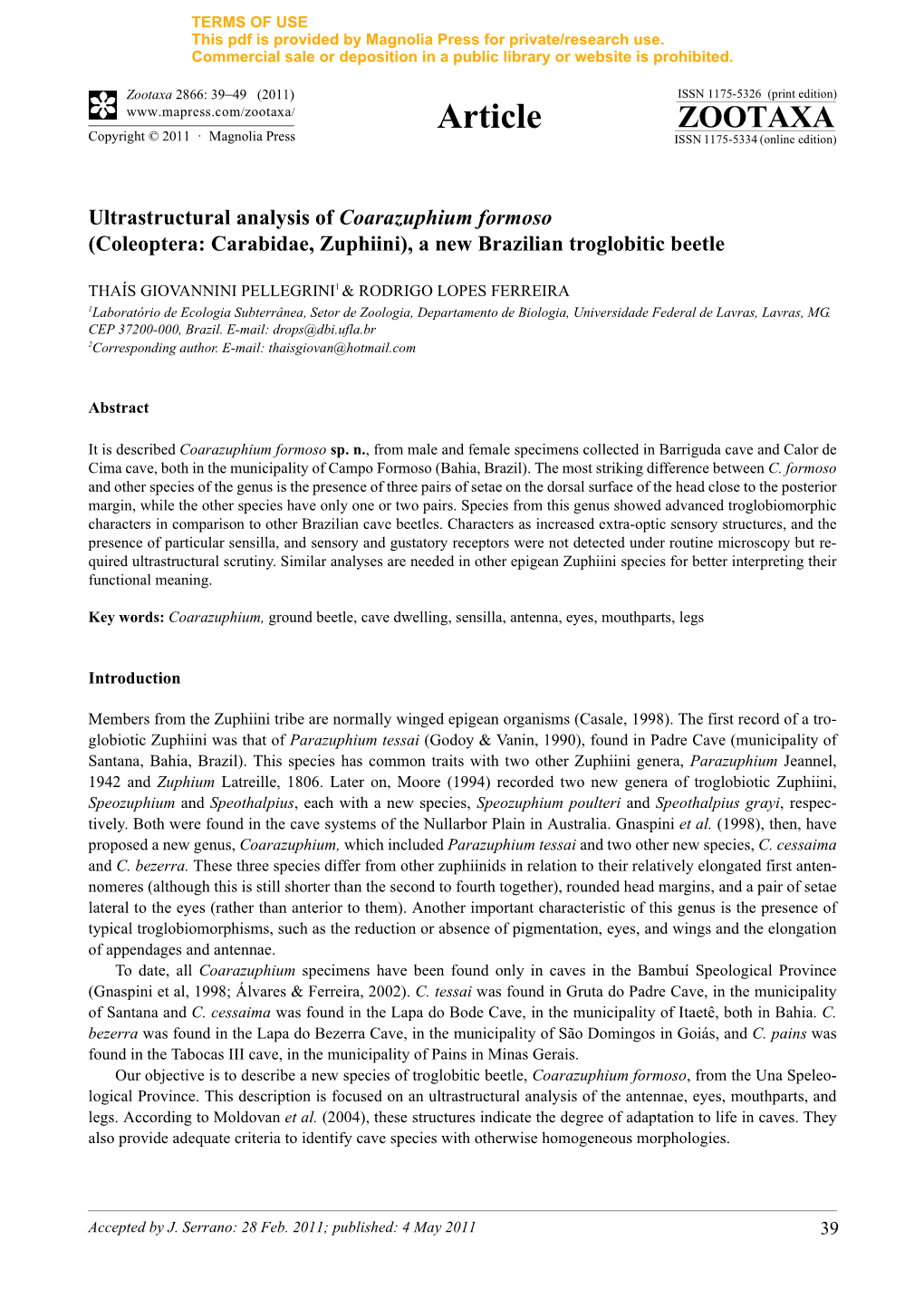 Ultrastructural Analysis of Coarazuphium Formoso (Coleoptera: Carabidae, Zuphiini), a New Brazilian Troglobitic Beetle