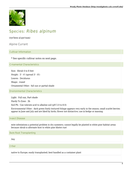 Ribes Alpinum