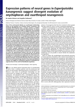 Expression Patterns of Neural Genes in Euperipatoides Kanangrensis Suggest Divergent Evolution of Onychophoran and Euarthropod Neurogenesis