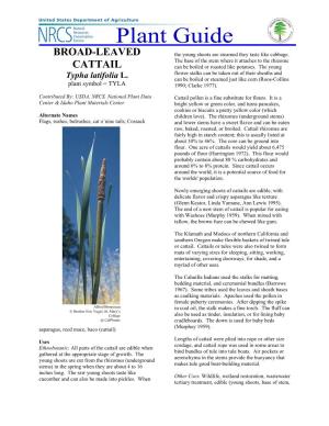 Cattail, Typha Latifolia