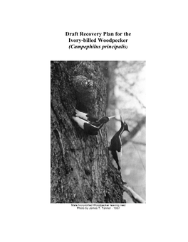 Draft Recovery Plan for the Ivory-Billed Woodpecker (Campephilus Principalis)