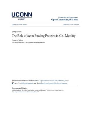 The Role of Actin Binding Proteins in Cell Motility Elizabeth Ojukwu University of Connecticut - Storrs, Onyinye.Onyinye@Gmail.Com