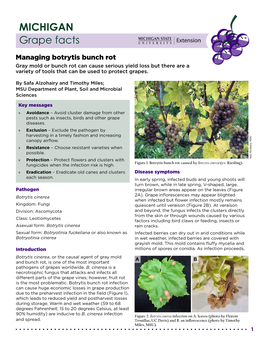 Managing Botrytis Bunch Rot Gray Mold Or Bunch Rot Can Cause Serious Yield Loss but There Are a Variety of Tools That Can Be Used to Protect Grapes