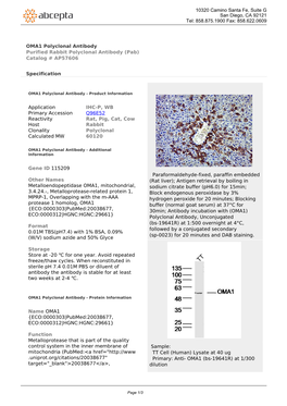 OMA1 Polyclonal Antibody Purified Rabbit Polyclonal Antibody (Pab) Catalog # AP57606