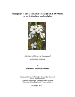 Propagation of Coleonema Album (Thunb.) Bartl