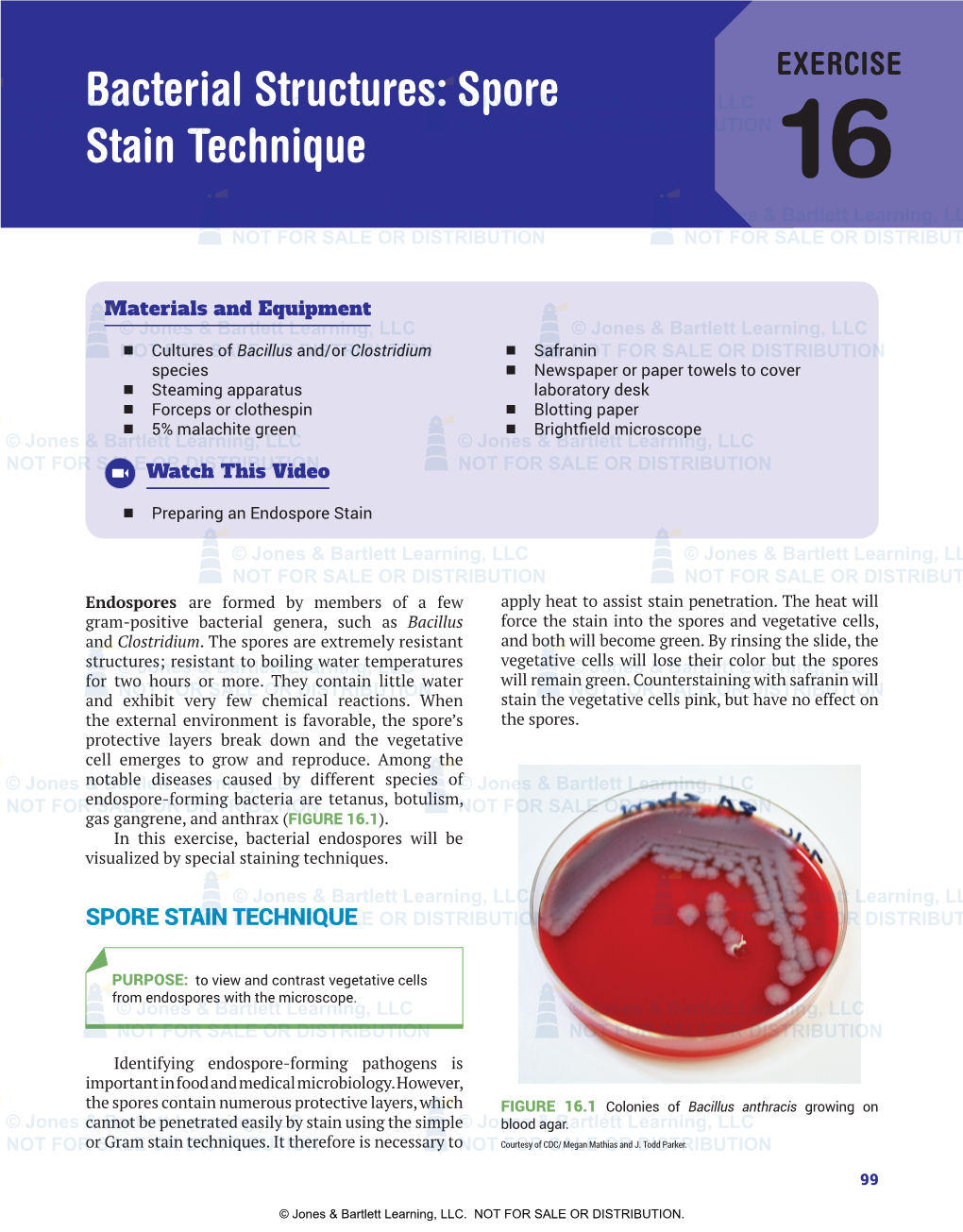 Spore Stain Techniquenot for Sale Or Distribution Not for Sale Or Distribution