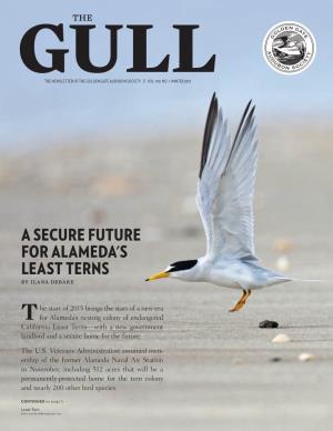 A SECURE FUTURE for ALAMEDA's LEAST TERNS by Ilana Debare