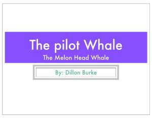 Pilot Whale-Dillon