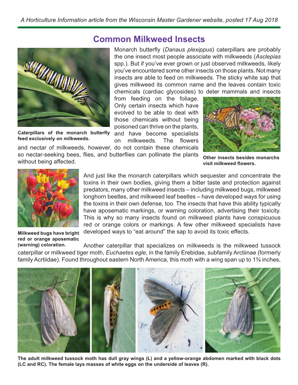 Common Milkweed Insects Monarch Butterﬂ Y (Danaus Plexippus ...