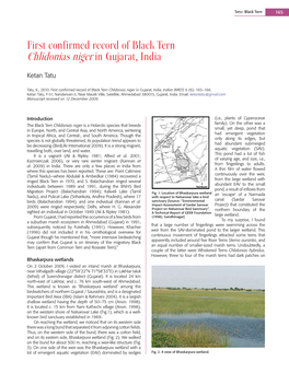 Chlidonias Niger in Gujarat, India
