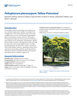 Peltophorum Pterocarpum: Yellow Poinciana1 Edward F