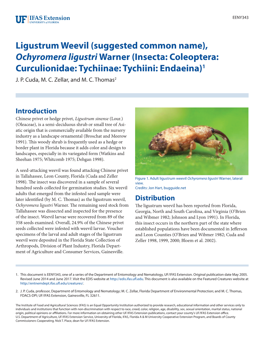 Ligustrum Weevil (Suggested Common Name), Ochyromera Ligustri Warner (Insecta: Coleoptera: Curculionidae: Tychiinae: Tychiini: Endaeina)1 J