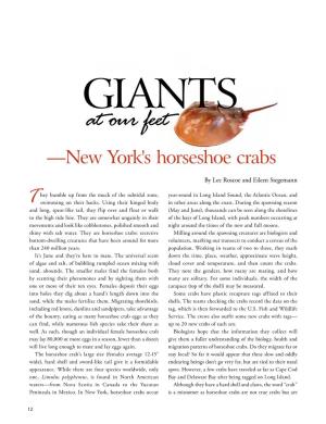 Giants at Our Feet,New York's Horseshoe Crabs