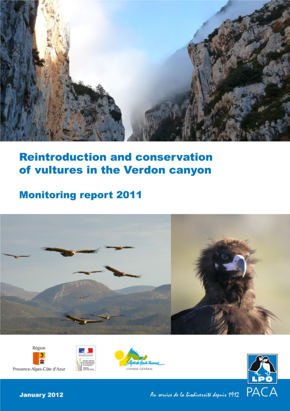 Reintroduction and Conservation of Vultures in the Verdon Area