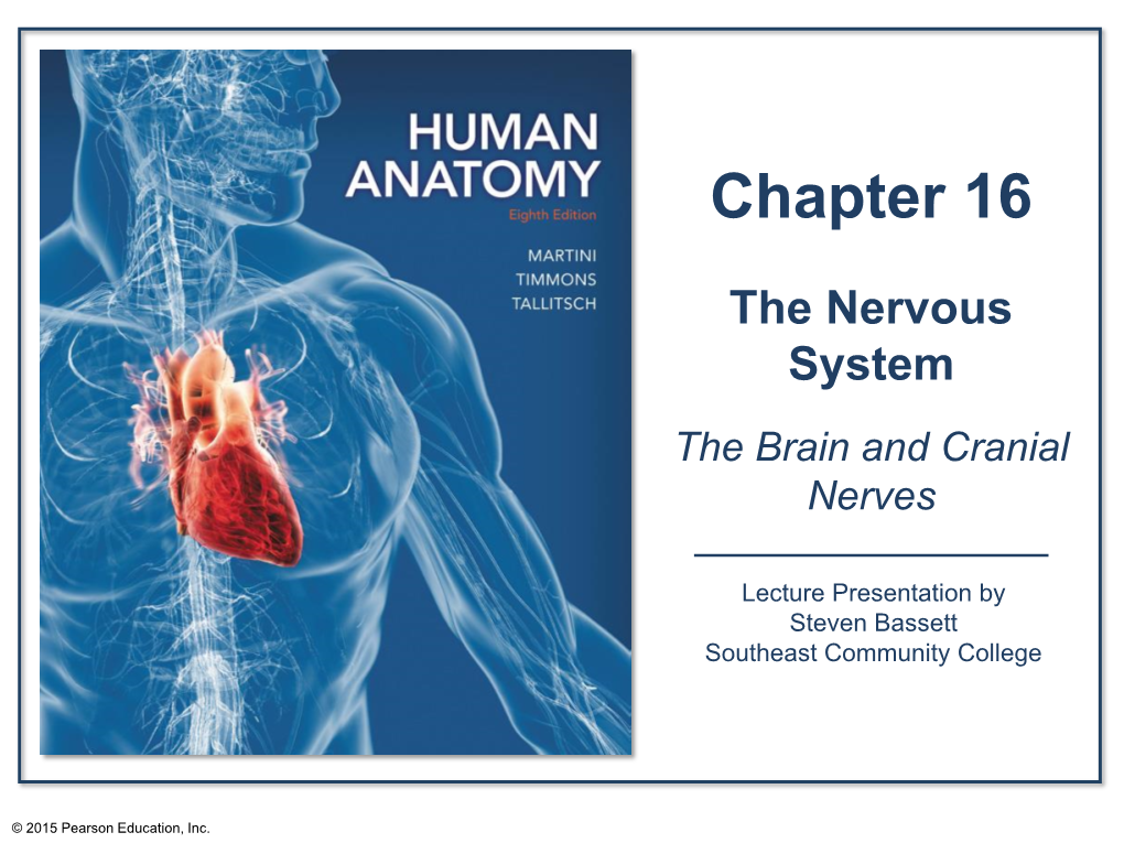 Frontal Lobe Anterior Corpora Commissure Quadrigemina Superior Colliculus Optic Chiasm Inferior Colliculus