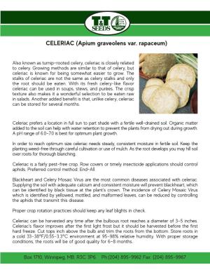 CELERIAC (Apium Graveolens Var. Rapaceum)