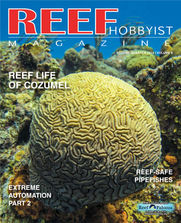 Reef Life of Cozumel