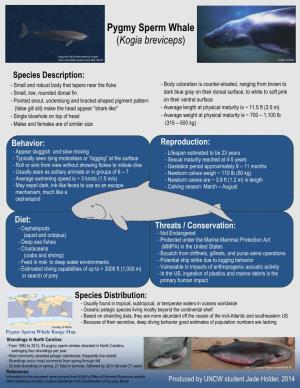 Pygmy Sperm Whale (Kogia Breviceps)