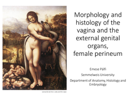 Morphology and Histology of the Vagina and the External Genital Organs, Female Perineum