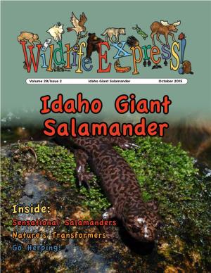 Giant Salamandersmay Breed Inthespring Or Larvae (LAR-Vee) Andthenturninto Adults.Idaho Life Stages
