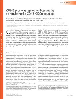 CUL4B Promotes Replication Licensing by Up-Regulating the CDK2–CDC6 Cascade