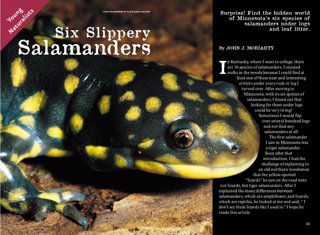 Salamanders Six Slipper TIGER SALAMANDER by ALLEN BLAKE SHELDON Y I by W Salamand D E R Not Lizar Surprise! Find the Hidden W E Xplaine O Hic Ads This Ar N ’ JOHN J