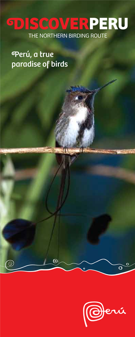 The Northern Peru Birding Route