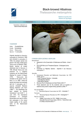 Black-Browed Albatross Thalassarche Melanophris