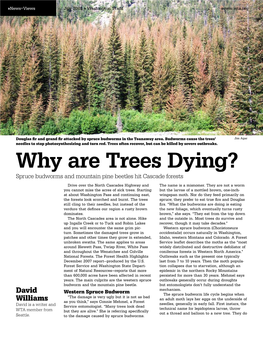 Why Are Trees Dying? Spruce Budworms and Mountain Pine Beetles Hit Cascade Forests