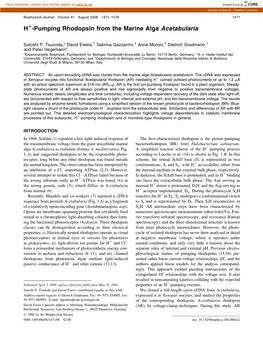 H+-Pumping Rhodopsin from the Marine Alga Acetabularia