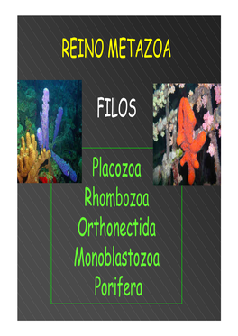 REINO METAZOA FILOS Placozoa Rhombozoa Orthonectida Monoblastozoa Porifera