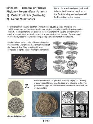 Foraminifera (Forams) in Both the Protozoa Kingdom Or 1) Order Fusilinida (Fusilinids) the Protista Kingdom and You Will Find Variation in the Books