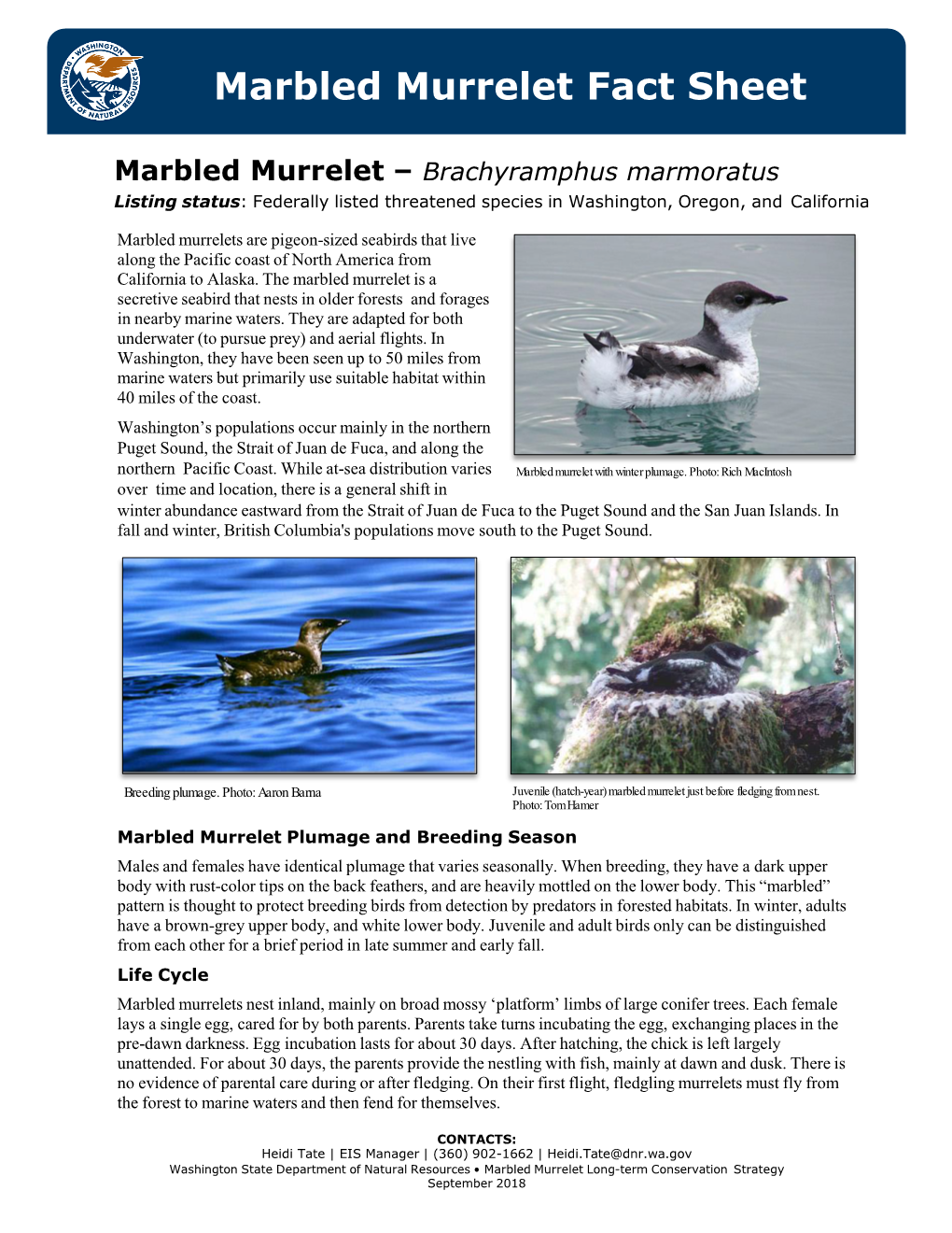 Marbled Murrelet Fact Sheet