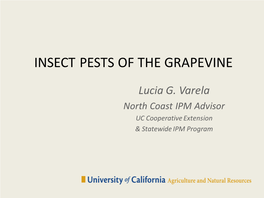 Insect Pests of the Grapevine