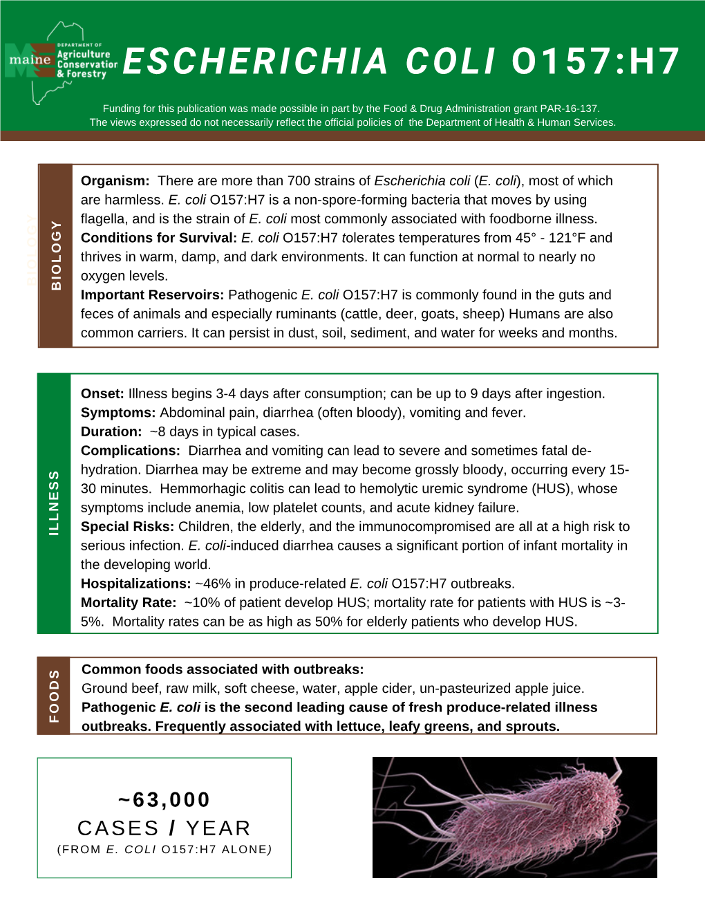 E. Coli O157:H7 Is a Non-Spore-Forming Bacteria That Moves by Using