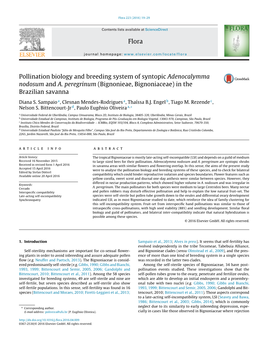 Pollination Biology and Breeding System of Syntopic Adenocalymma