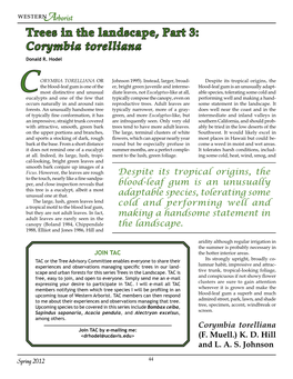 Trees in the Landscape, Part 3: Corymbia Torelliana Donald R