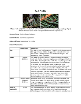 Western Spruce Budworm