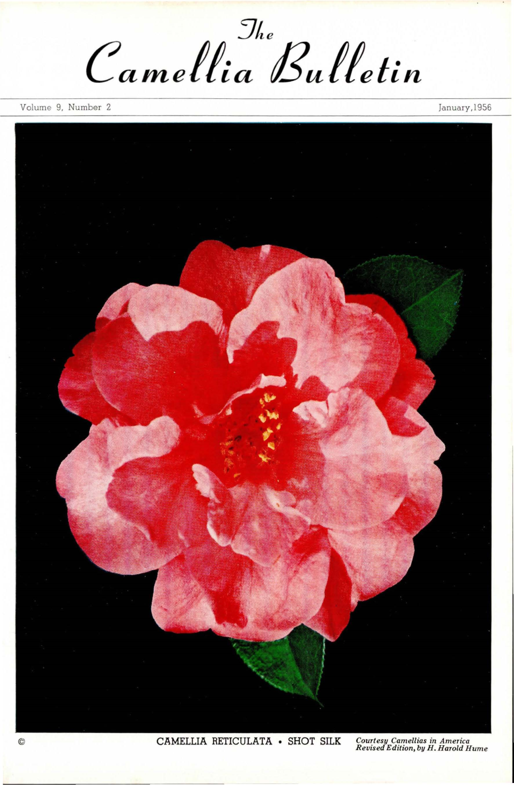 CAMELLIA RETICULATA • SHOT SILK Courtesy Camellias in America Revised Edition, by H, Harold Hume 2 Tbe Camellia Bulletin