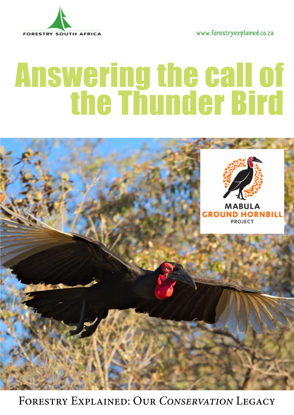 Answering the Call of the Thunder Bird
