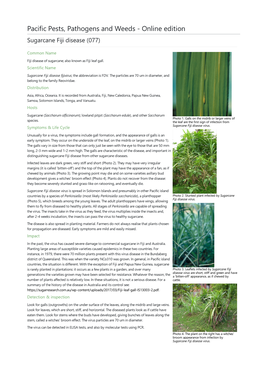 Sugarcane Fiji Disease (077)