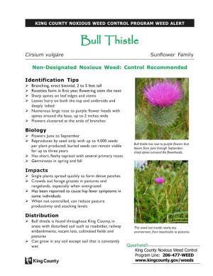 Bull Thistle Cirsium Vulgare Sunflower Family