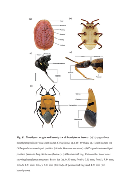 Page 1 (A) (E) Fig. S1. Mouthpart Origin and Hemelytra of Hemipteran